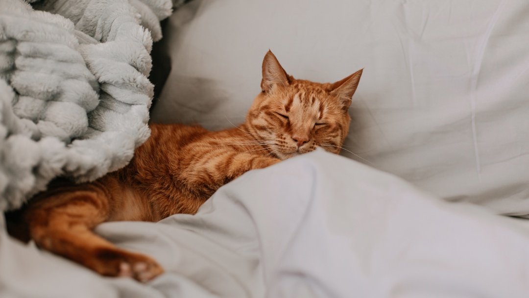 Cat snuggled into a cozy Murphy Bed in Pasadena CA